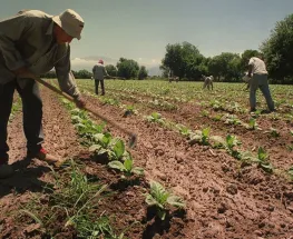 Día del Trabajador Rural: por qué se celebra cada 8 de octubre