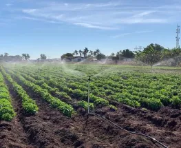 Día Mundial del Campo: ¿Por qué se celebra el 7 de marzo?