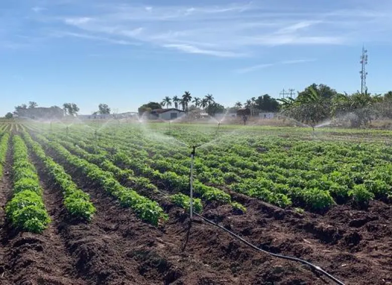 Día Mundial del Campo: ¿Por qué se celebra el 7 de marzo?